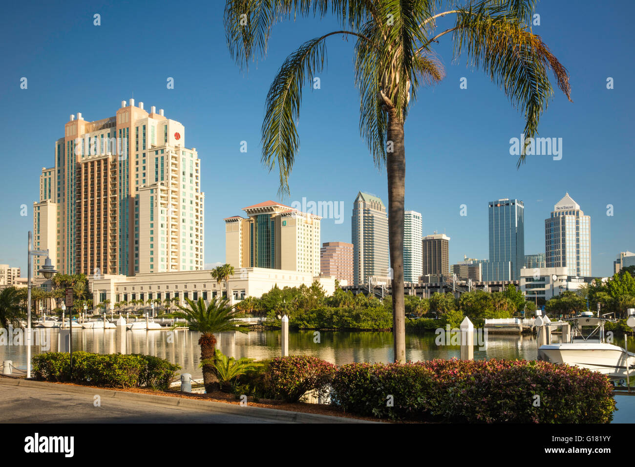 Am frühen Morgen über die Skyline von Tampa, Florida, USA Stockfoto