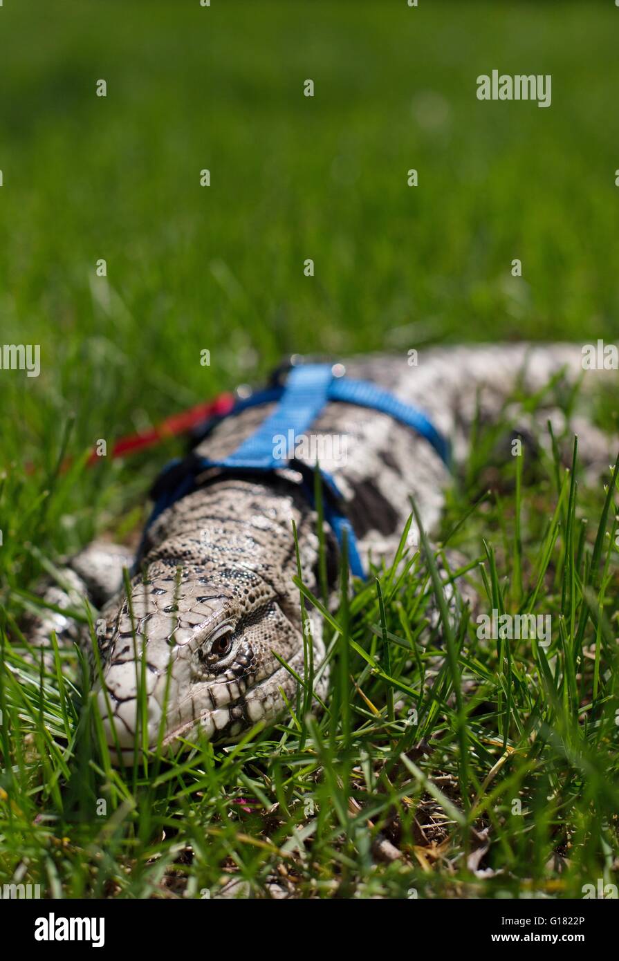 Ein argentinischer schwarz-weiß Teju trägt ein Geschirr und eine Leine im Freien spazieren gehen. Stockfoto