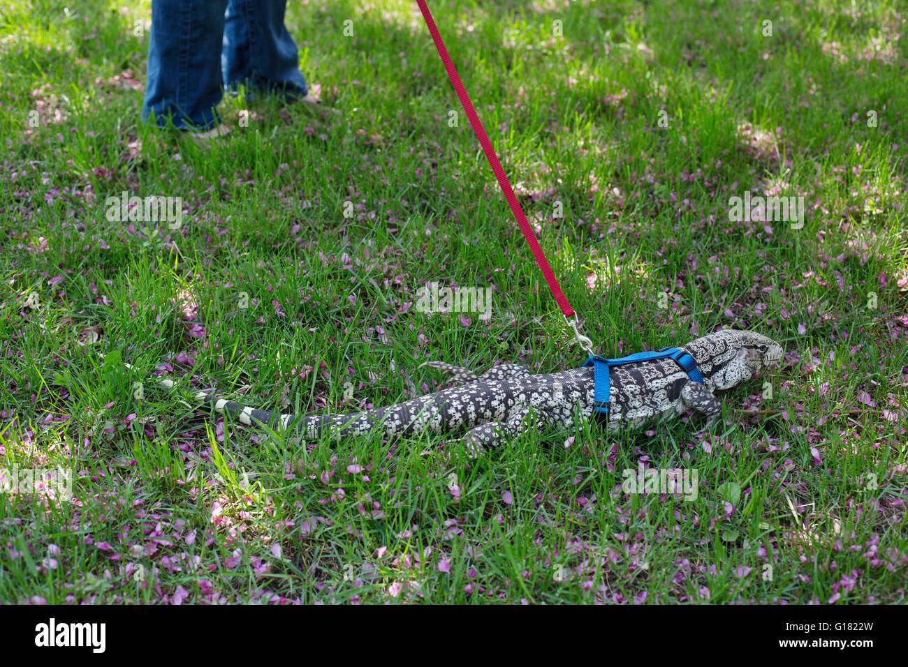 Ein argentinischer schwarz-weiß Teju trägt ein Geschirr und eine Leine im Freien spazieren gehen. Stockfoto