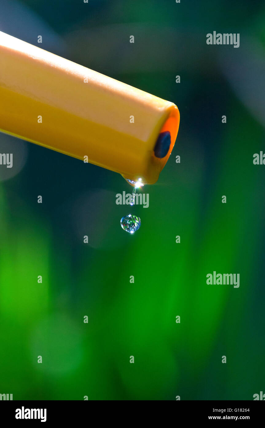 WASSERTROPFSCHLAUCH BAN WATER GARDEN einzelner klarer, reiner „letzter Tropfen“ Wassertropfen, der vom Gartenschlauch im sonnendurchfluteten Sommergarten fällt Stockfoto