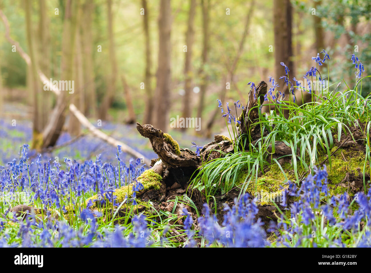 Wild wachsende Bluebell Blumen auf verdrehte Baumwurzeln Stockfoto