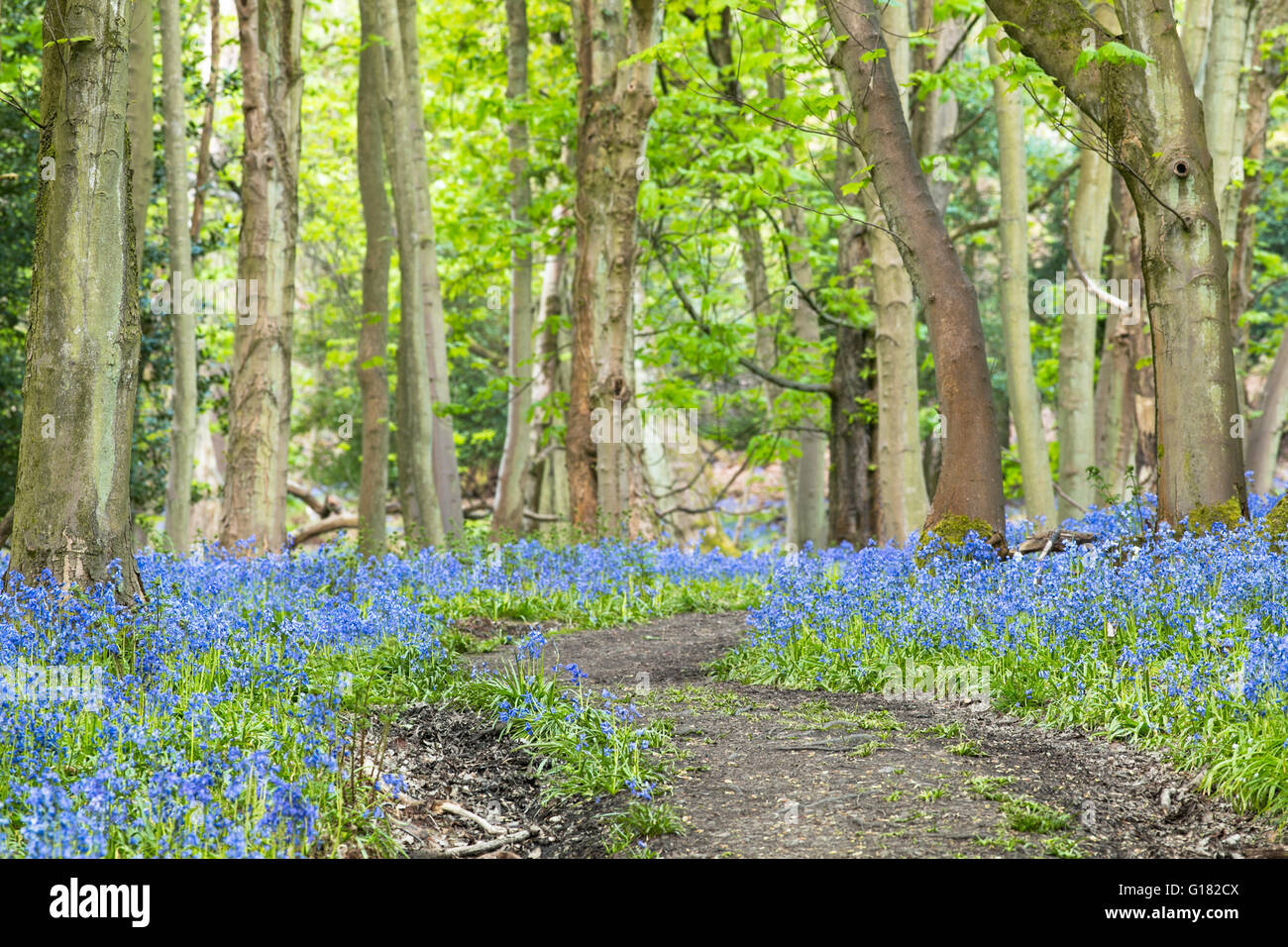 Leer-Waldweg unter alten Ahornbäumen und Bluebell Blumen Wiese Stockfoto