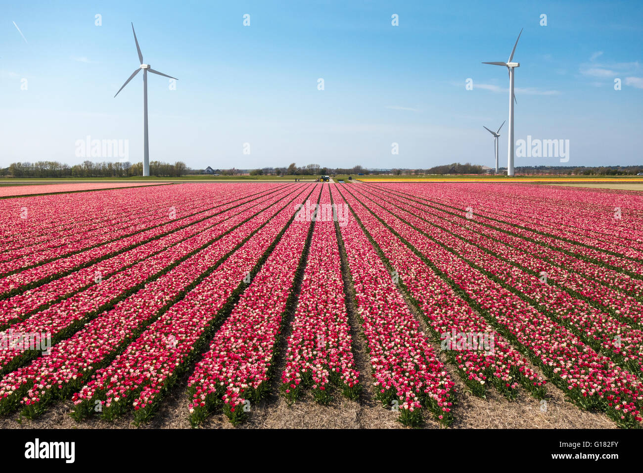 Tulpen mit Windkraftanlagen in den Niederlanden. Tulpenfelder mit gemischten roten und weißen Tulpen mit drei Windmühlen. Stockfoto