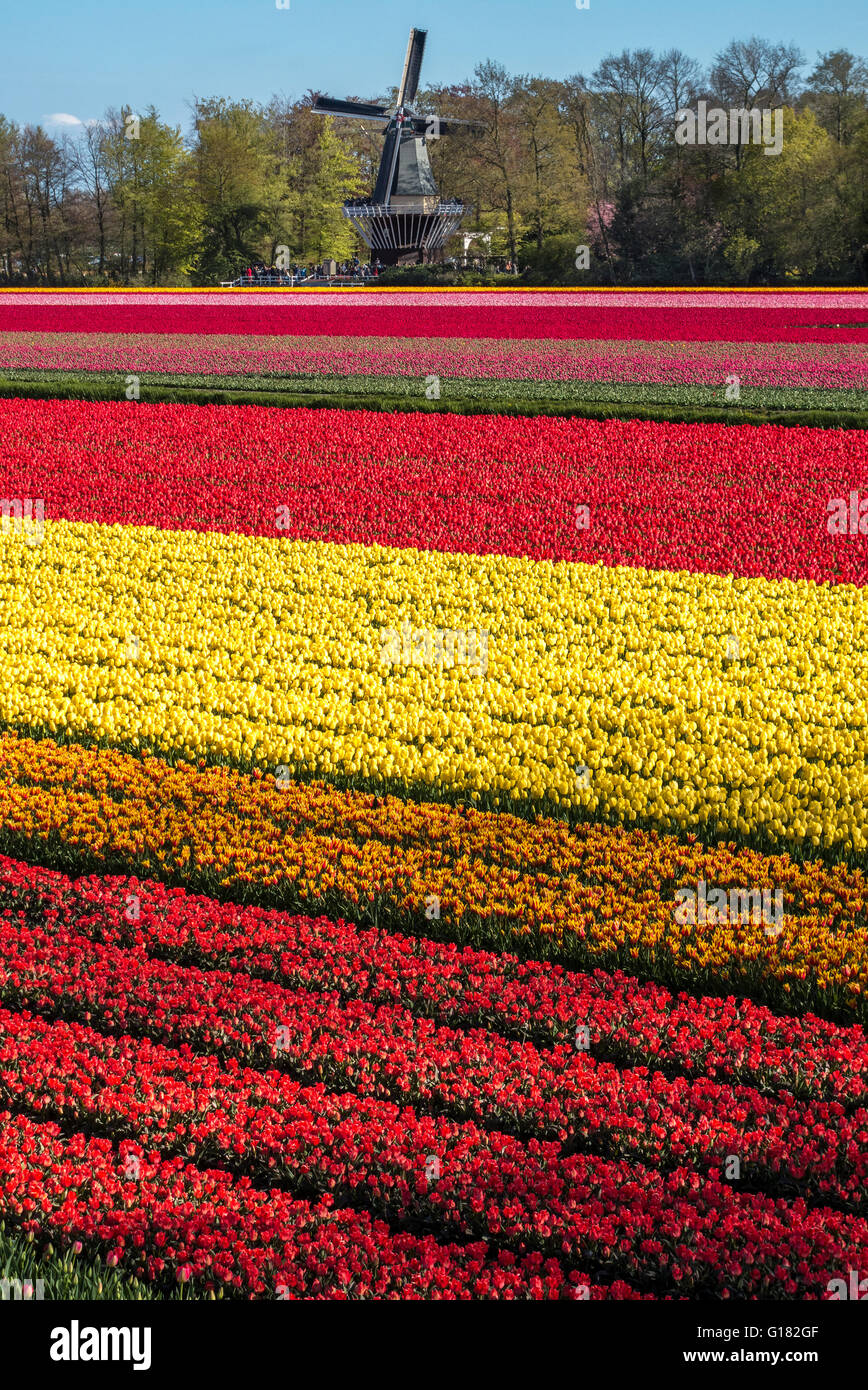 Keukenhof tulpen Fotos und Bildmaterial in hoher Auflösung Alamy