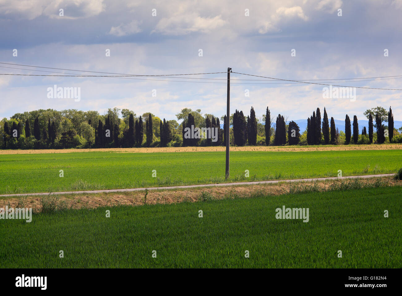 Wiese im Naturschutzgebiet der Isonzo-Mündung Stockfoto