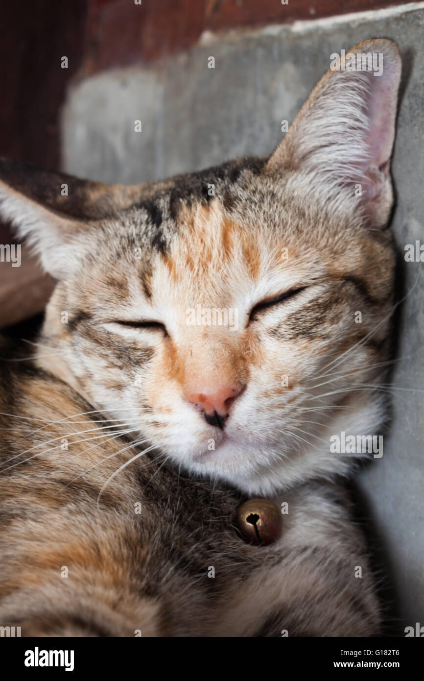 Siamesische Katze schläft im Haus, Lager Foto Stockfoto