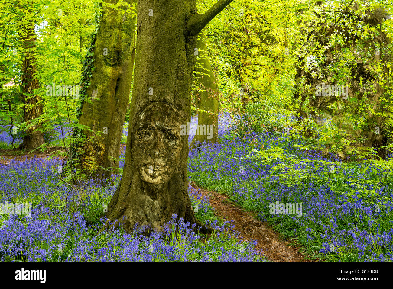 Glockenblumen, Wald, Garstang, England, uk, Europa Stockfoto