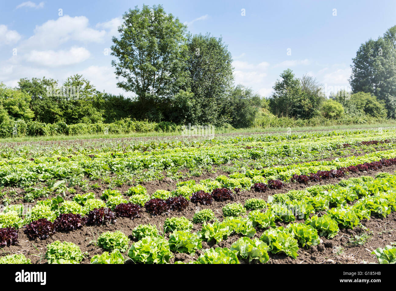 Eichblattsalat und Lollo Rosso bereit für die Ernte im Bio-Bauernhof Stockfoto