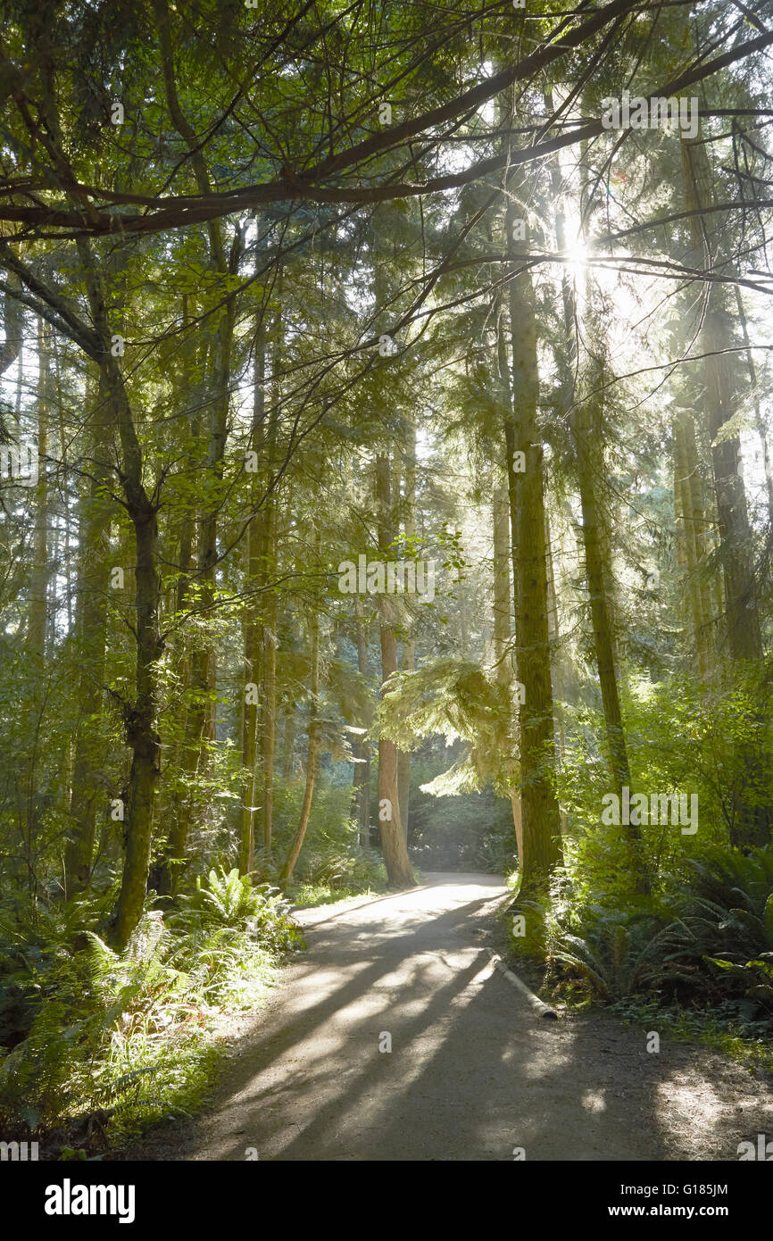 Sonnendurchfluteten Wald und Feldweg, Puget Sound, Washington State, USA Stockfoto