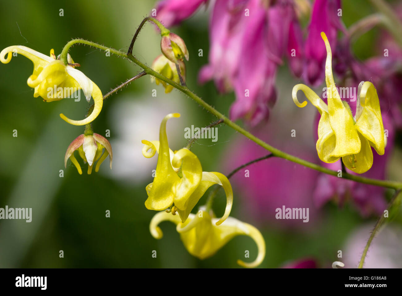 Kleine gelbe Frühlingsblumen der Hybrid Barrenwort, Epimedium "Buckland Buzz" Stockfoto