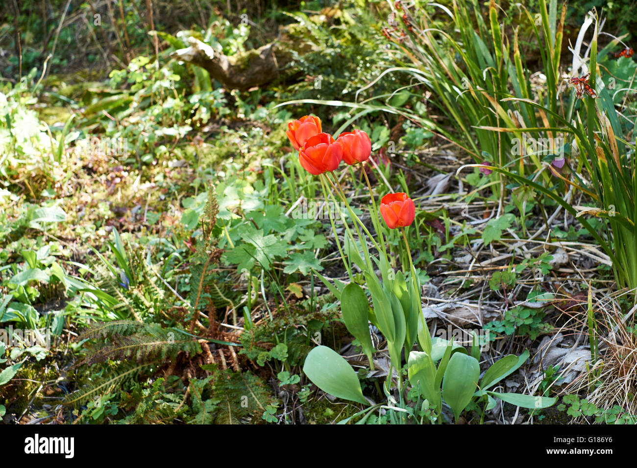 Rote Tulpen blühen im Garten Blumenbeet. Frühling. VEREINIGTES KÖNIGREICH. Stockfoto