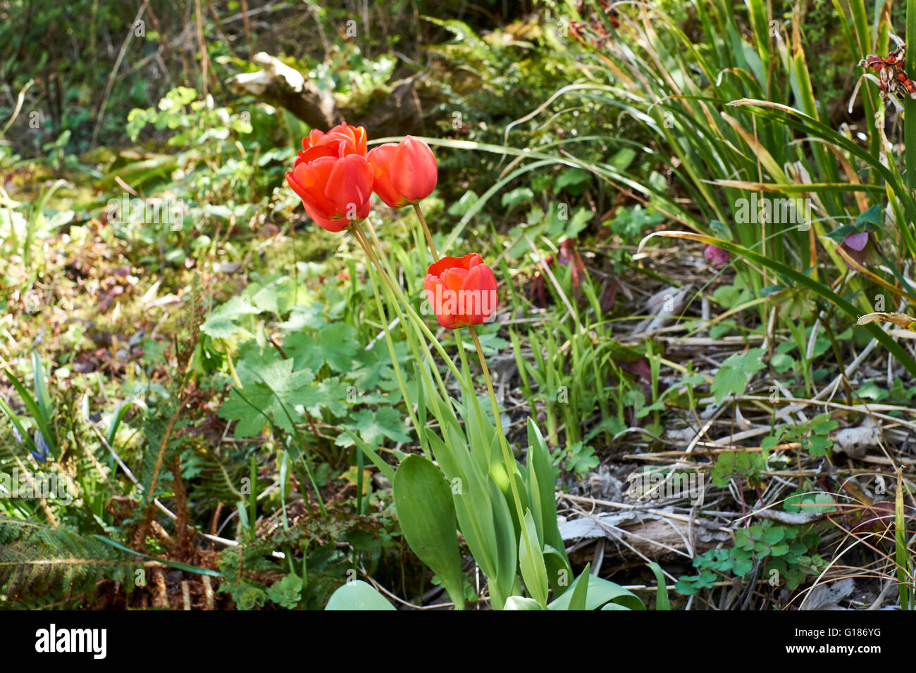 Rote Tulpen blühen im Garten Blumenbeet. Frühling. VEREINIGTES KÖNIGREICH. Stockfoto