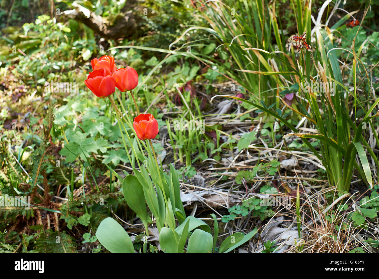 Rote Tulpen blühen im Garten Blumenbeet. Frühling. VEREINIGTES KÖNIGREICH. Stockfoto