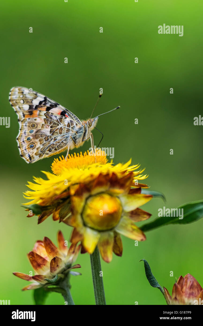 Ruht auf einer Blume Schmetterling Stockfoto