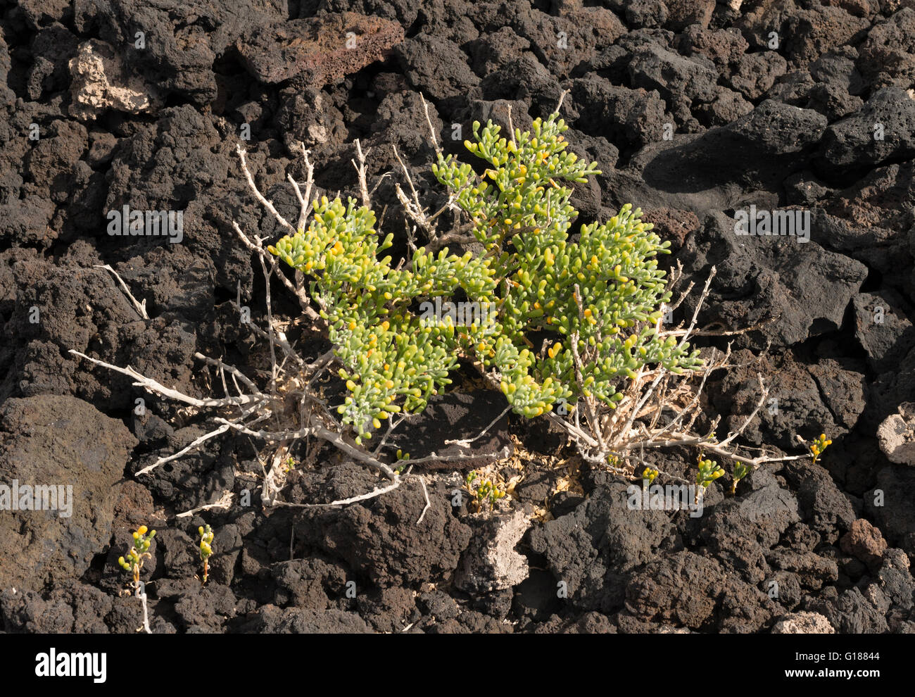 Zygophyllum Fontanesii (Uvilla de Mar, Meer-Traube), ein sehr salztoleranten Pflanze, die wächst in der Nähe von dem Meer auf den Kanarischen Inseln Stockfoto