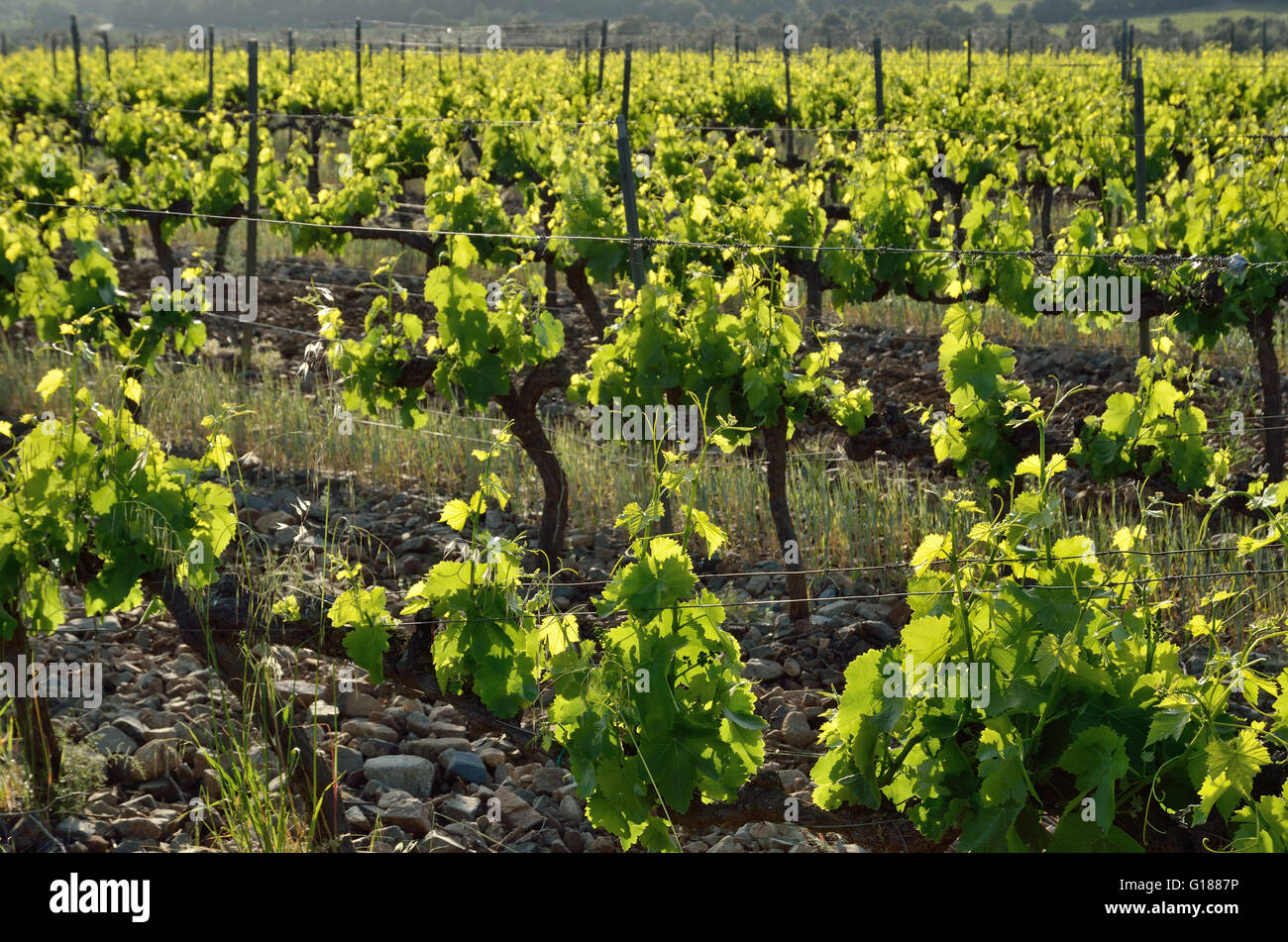 Weinrebe-Plantage Stockfoto