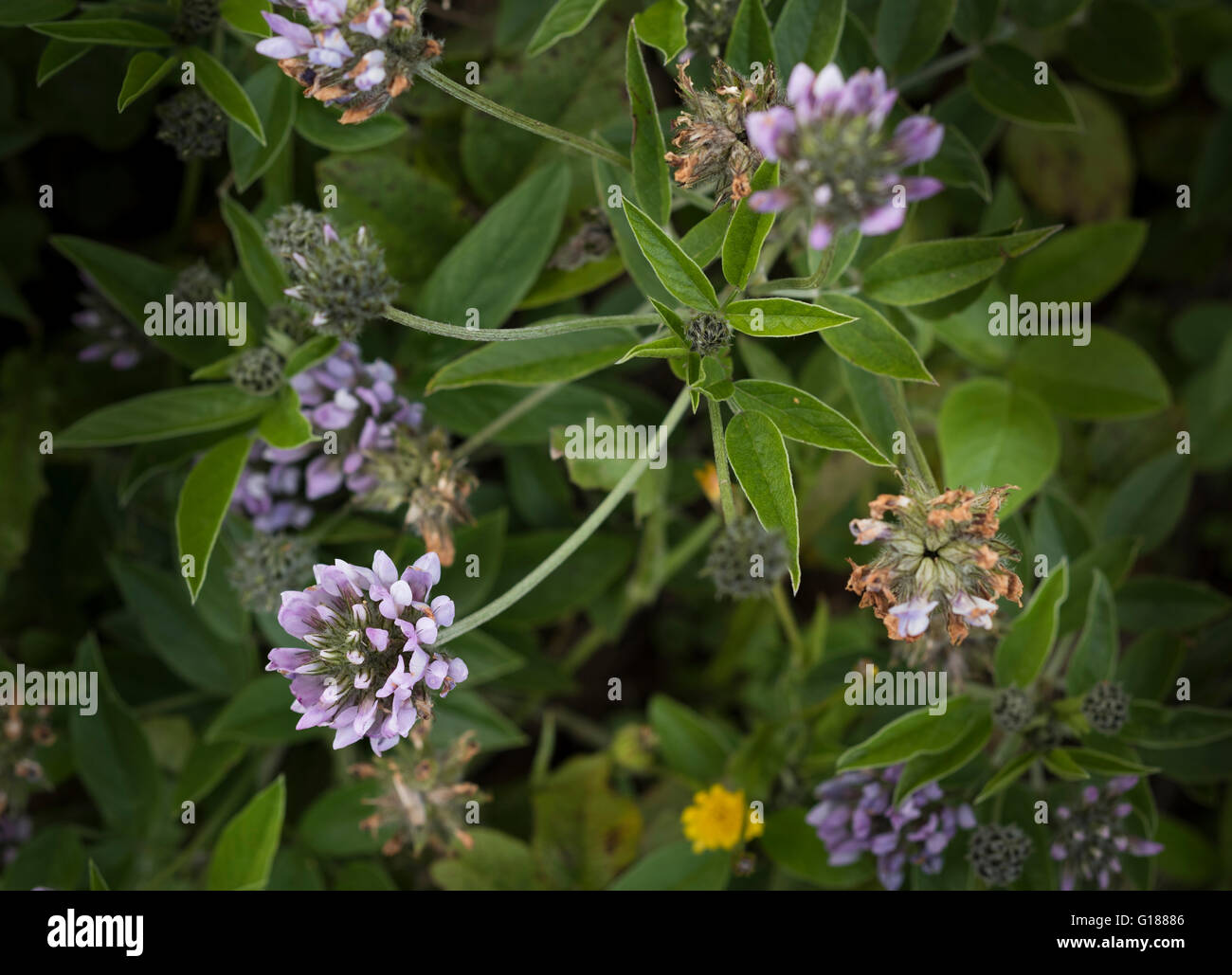 Wild wachsende Bituminaria Bituminosa, Mitglied der Erbse Familie, weit verbreitet in Monteverde Wald in der Nähe von Teno Alto, Teneriffa Stockfoto
