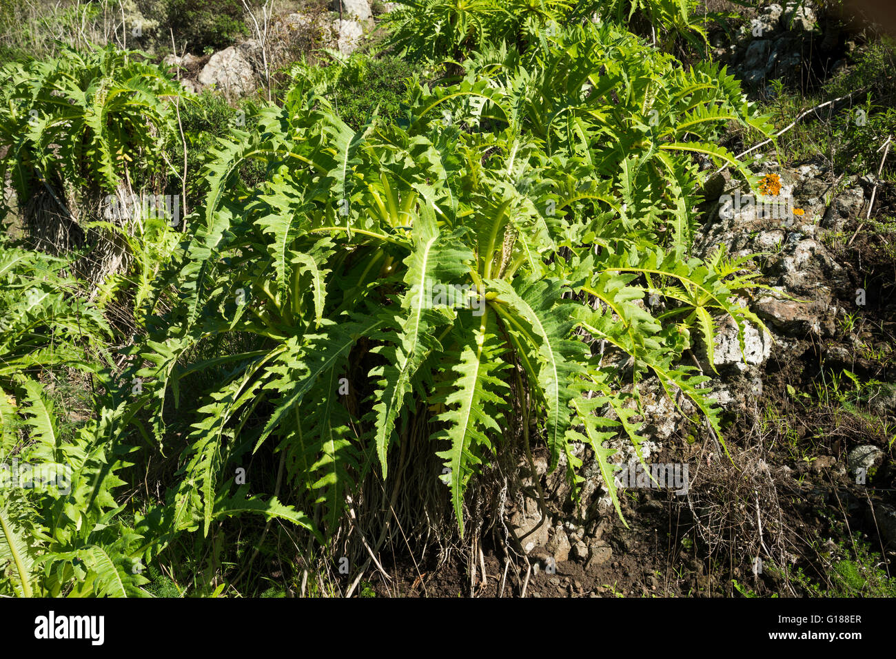 Die charakteristischen Blätter des "Sonchus Acaulis" (stammlose Sau-Distel) in Monteverde Wald in der Nähe von Teno Alto, Teneriffa Stockfoto