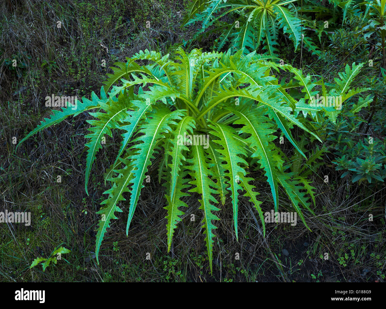 Die charakteristischen Blätter des "Sonchus Acaulis" (stammlose Sau-Distel) in Monteverde Wald in der Nähe von Teno Alto, Teneriffa Stockfoto
