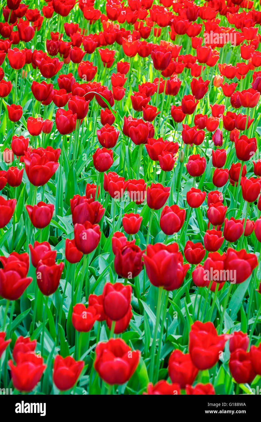 Tulpen. Glade von roten Tulpen im Park. Keukenhof. Holland. Stockfoto