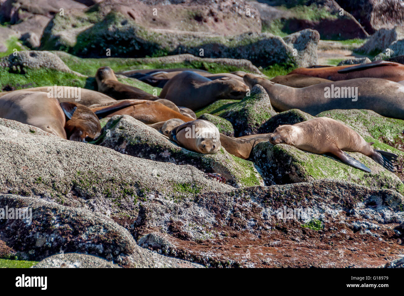 Kalifornischen Seelöwen ruhen in Los Islotes, Isla Espíritu Santo, im Meer von Cortez / Cortes in der Nähe von La Paz, Baja Sur-Mexiko. Stockfoto