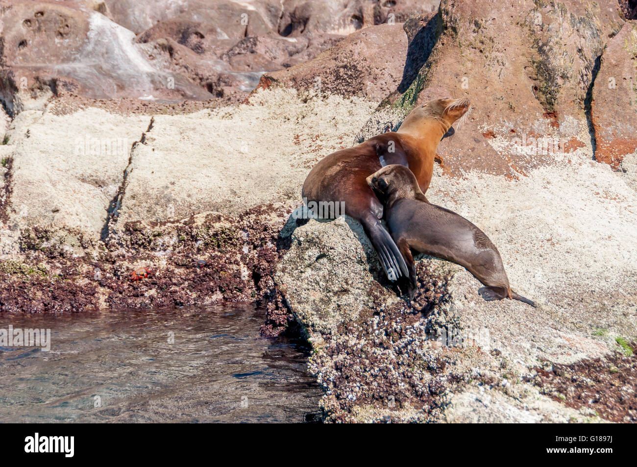 Eine junge kalifornische Seelöwe Krankenpflege mit seiner Mutter in Los Islotes Kolonie, Isla Espíritu Santo, im Meer von Cortez / Cortes, Baja. Stockfoto