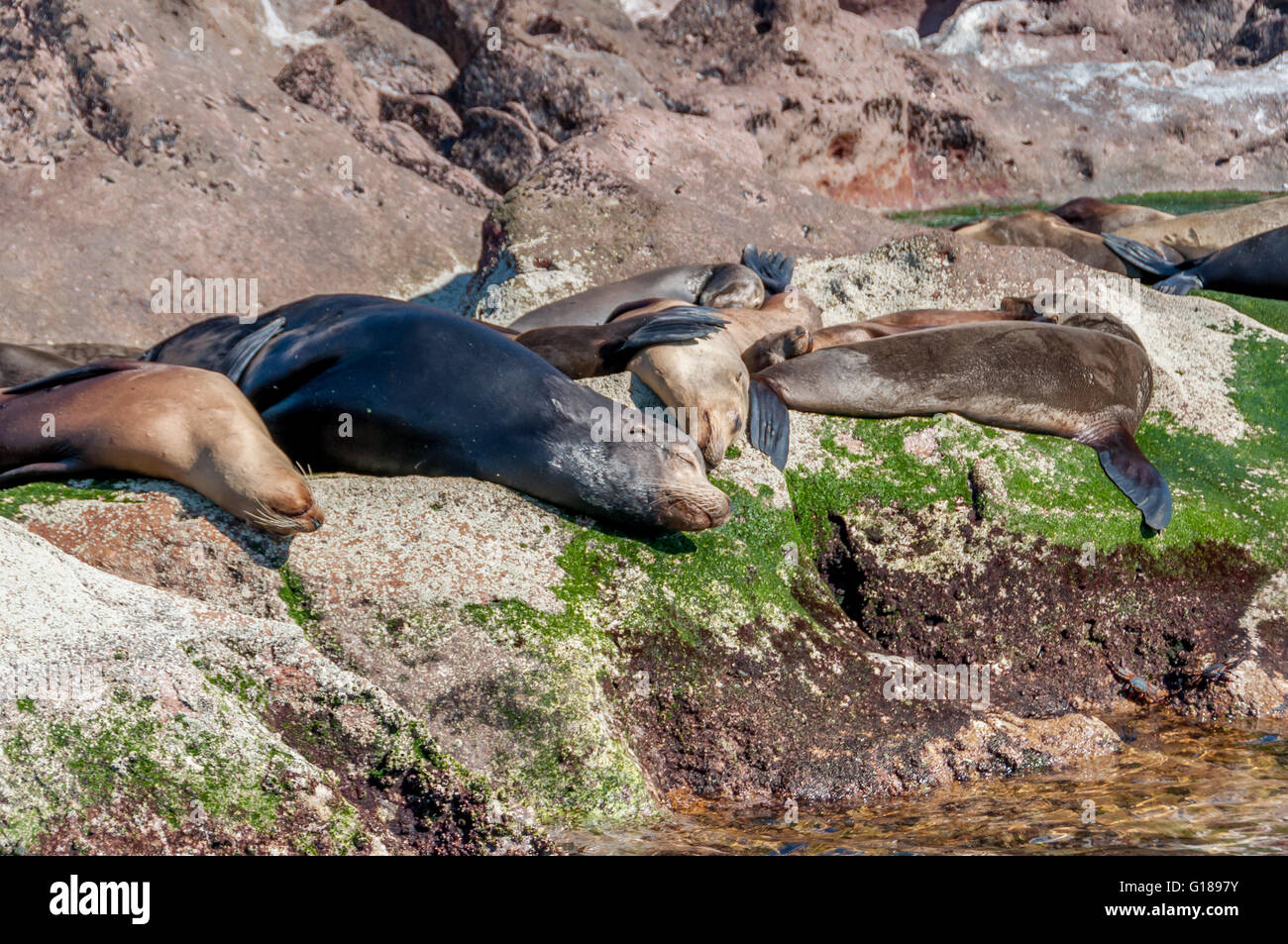 Sonnenbaden der kalifornischen Seelöwen in der Kolonie Los Islotes in der Nähe der Isla Espiritu Santo im Meer von Cortez/Cortes, nahe La Paz, Mexiko. Stockfoto