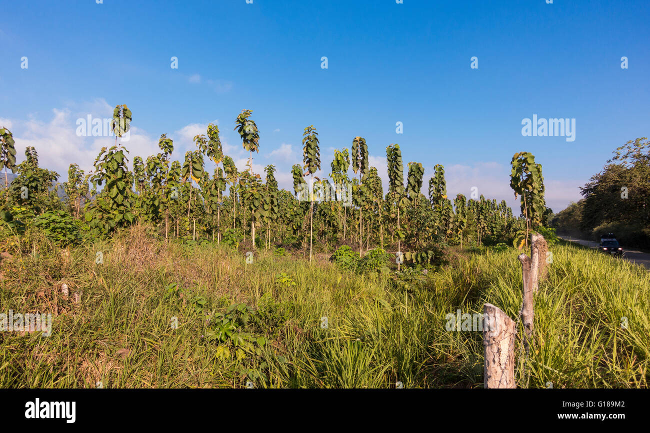 Die Halbinsel OSA, COSTA RICA - Teakholzbäume auf nachhaltige Teak Plantage. Tectona grandis Stockfoto