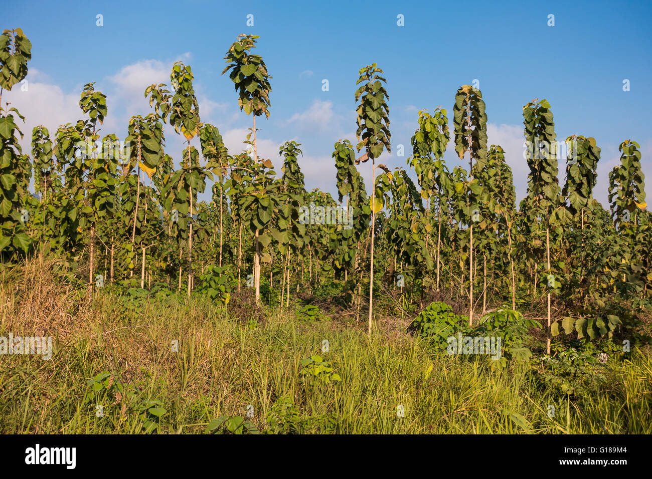 Die Halbinsel OSA, COSTA RICA - zwei Jahre alten Teakbäume auf nachhaltige Teak Plantage. Ernte bei 20 Jahren. Tectona grandis Stockfoto