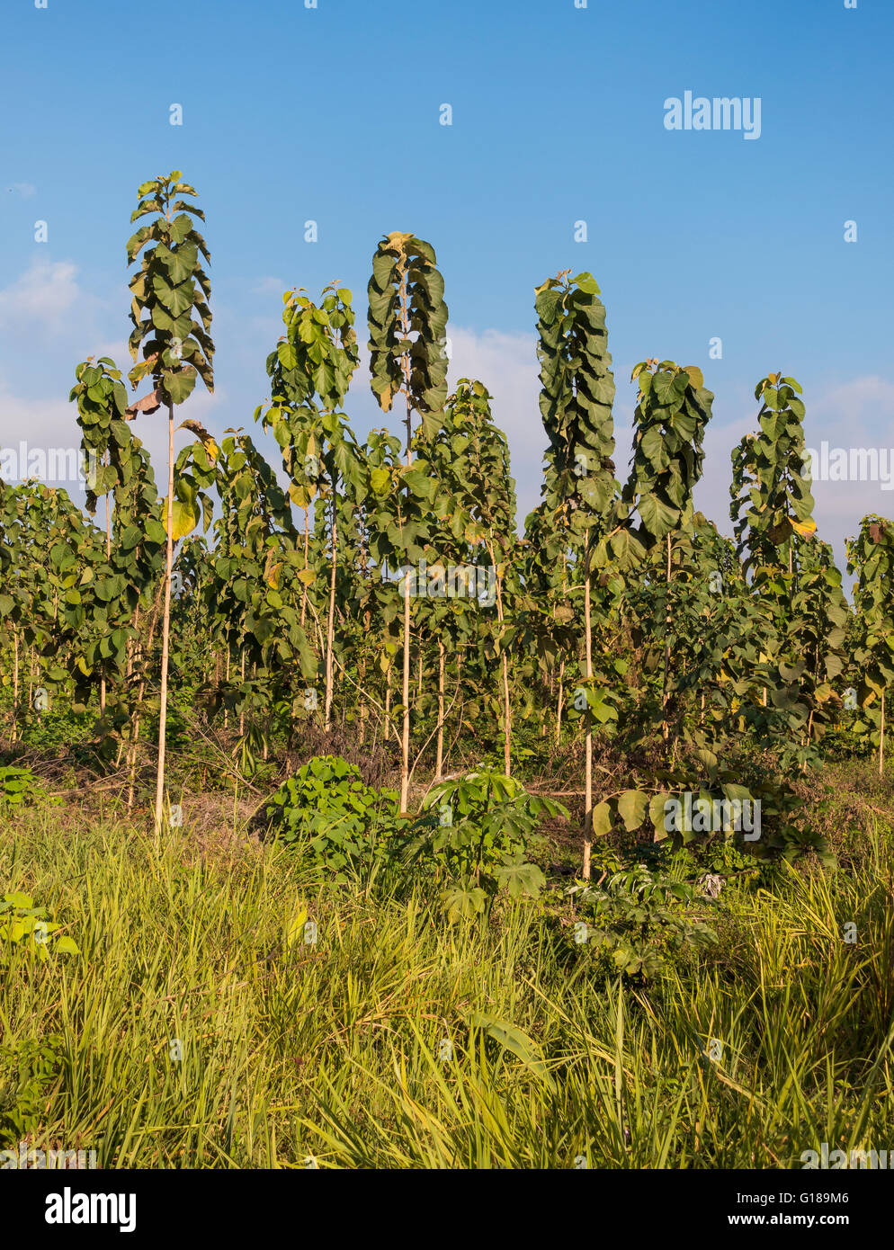 Die Halbinsel OSA, COSTA RICA - zwei Jahre alten Teakbäume auf nachhaltige Teak Plantage. Tectona grandis Stockfoto