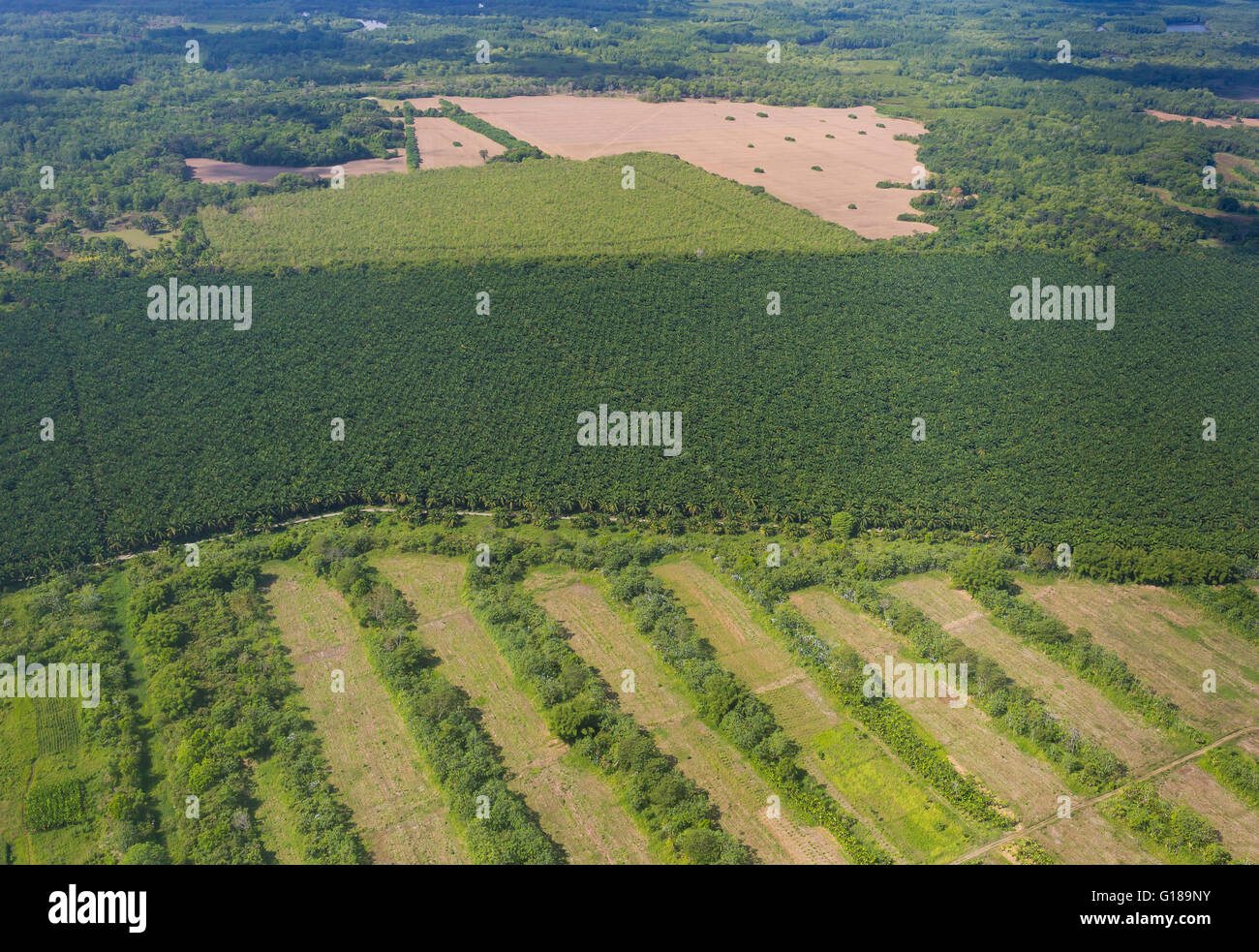 Provinz PUNTARENAS, COSTA RICA - Luftaufnahmen von Palmöl-Plantagen und Abrechnung. Stockfoto