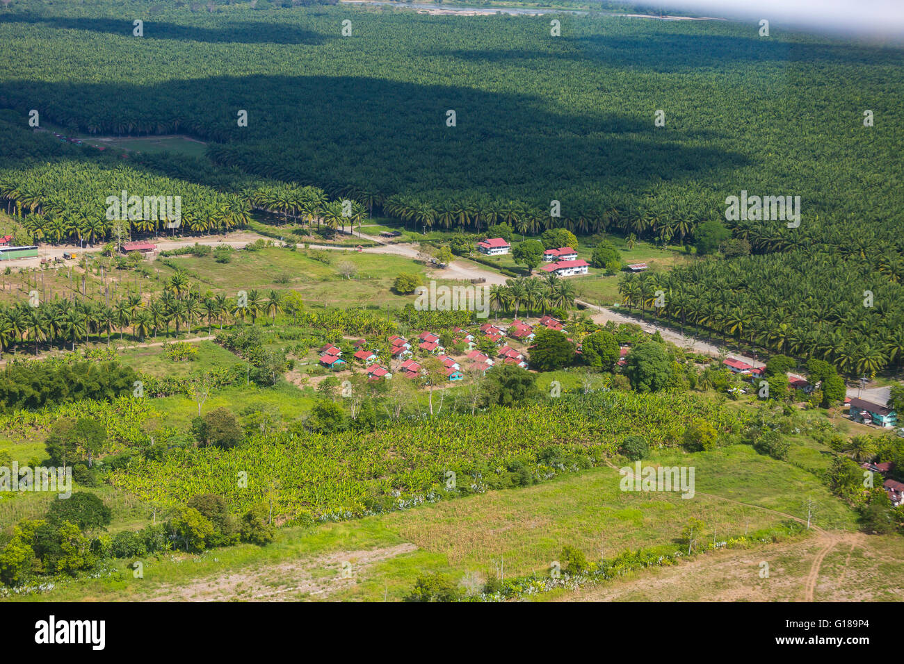 Provinz PUNTARENAS, COSTA RICA - Luftaufnahmen von Palmöl-Plantagen und Abrechnung. Stockfoto