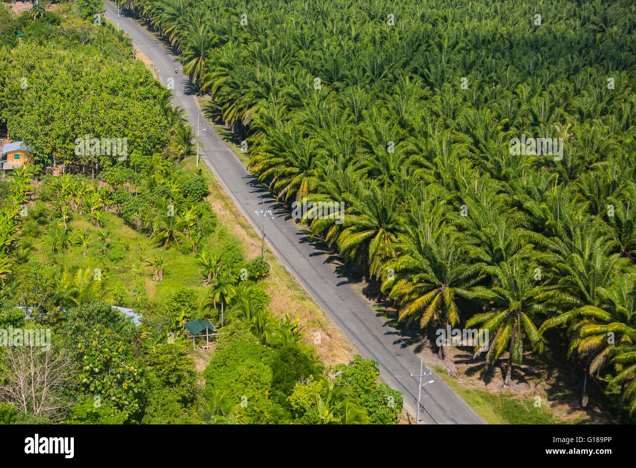 PALMAR SUR, COSTA RICA - Luftaufnahmen von Palmöl-Plantagen und Road, in der Provinz Puntarenas Stockfoto