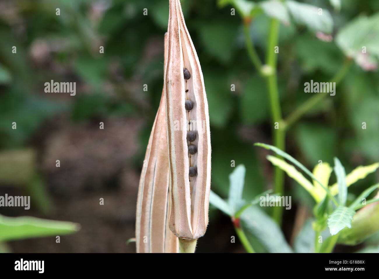 Schließen Sie herauf Bild des Abelmoschus Esculentus oder bekannte Okra oder Ladies Finger, Ochro oder Gumbo Samen in Samenkapseln Stockfoto