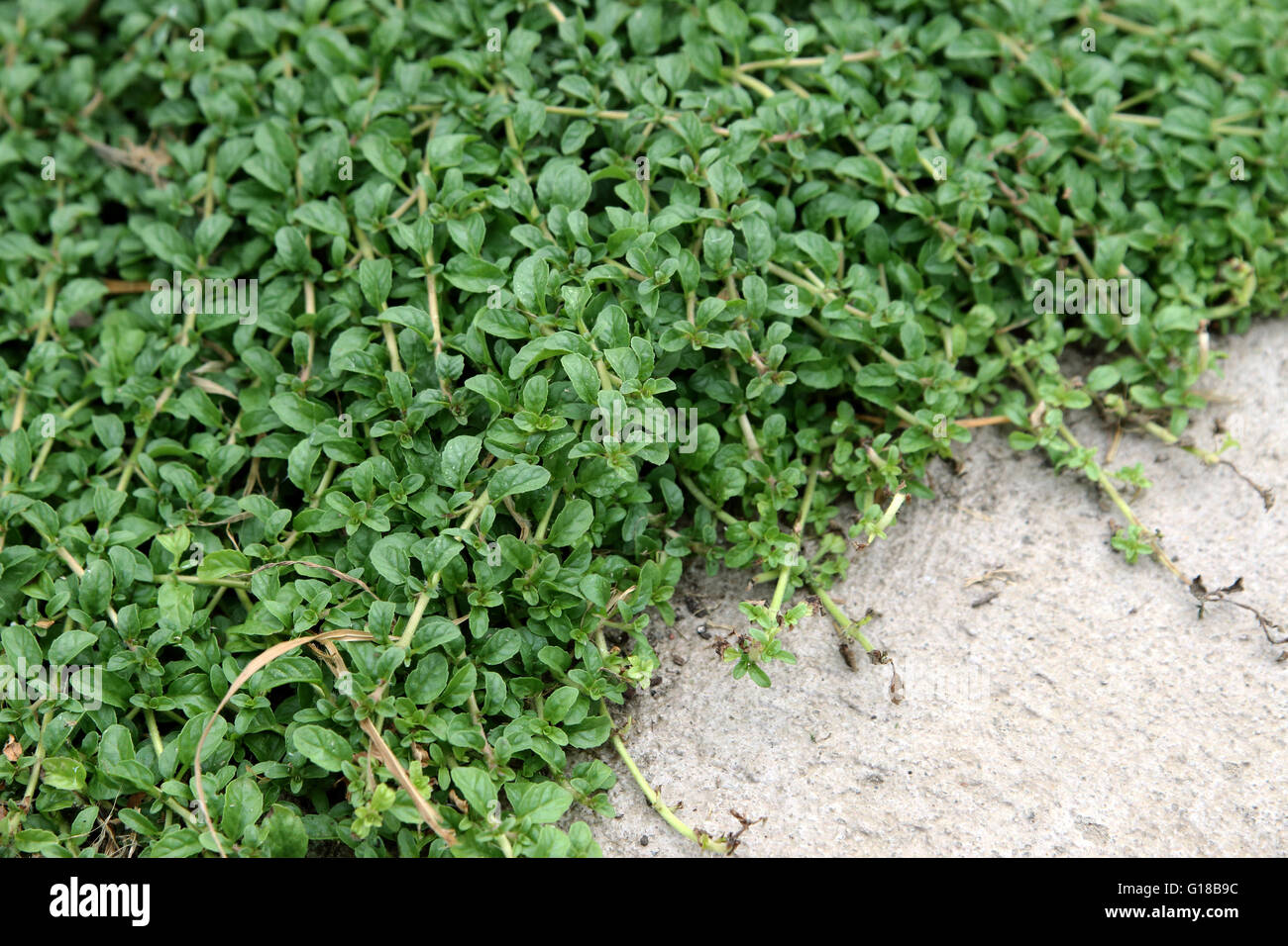 Nahaufnahme von gesund aussehende Mentha Pulegium oder bekannt als Schnittlauch wächst auf dem Boden als Bodendecker Stockfoto