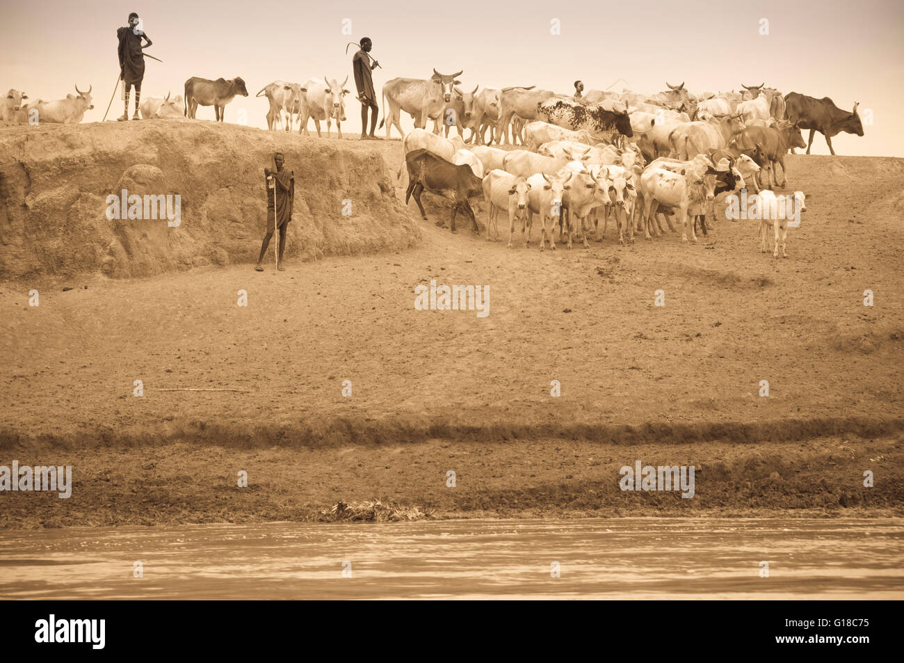 Nyangatom (Bumi) Hirten führt eine Kuhherde, Omo River Valley, Äthiopien Stockfoto