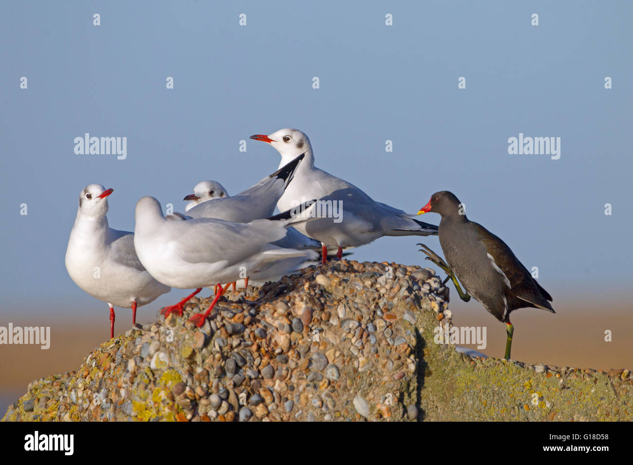 Schwarze Leitung Gull Larus ridibundus belästigt durch ein Sumpfhuhn, Stockfoto