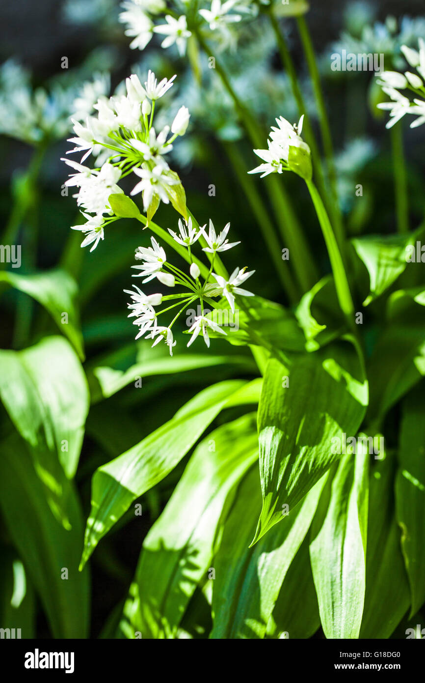 Bärlauch blühen mit weißen Blüten. Bär Knoblauch ist sehr gesund. Stockfoto