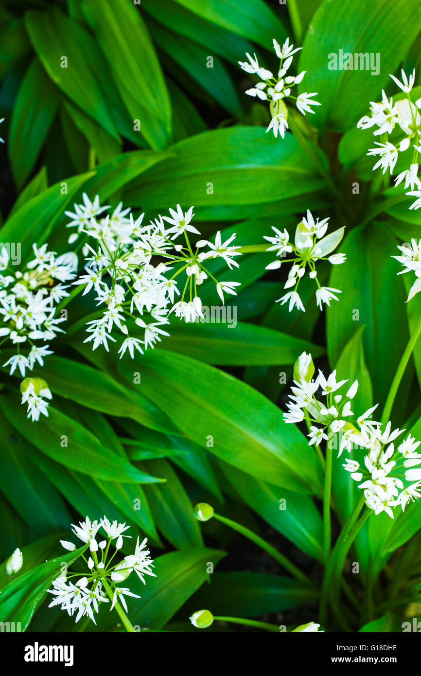 Bärlauch blühen mit weißen Blüten. Bär Knoblauch ist sehr gesund. Stockfoto