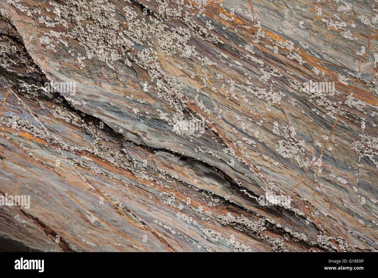 Seepocken auf bunten Felsen, England. Stockfoto
