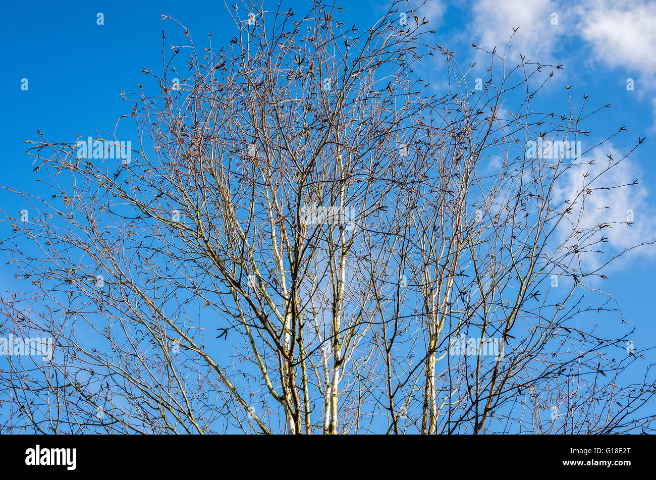 Silber-Birke gegen blauen Himmel im zeitigen Frühjahr Stockfoto