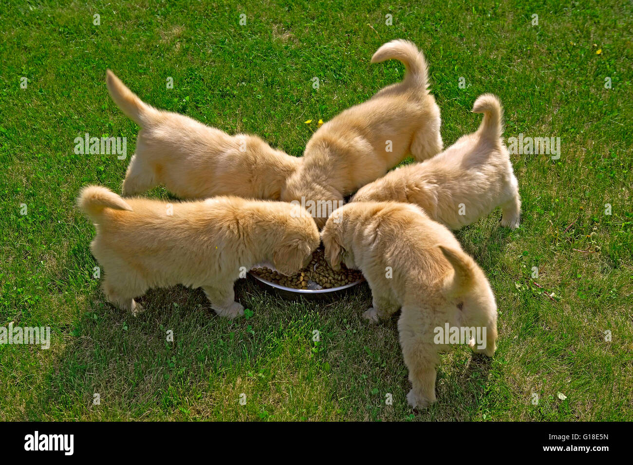 Golden Retriever fünf Welpen füttern zusammen Stockfoto