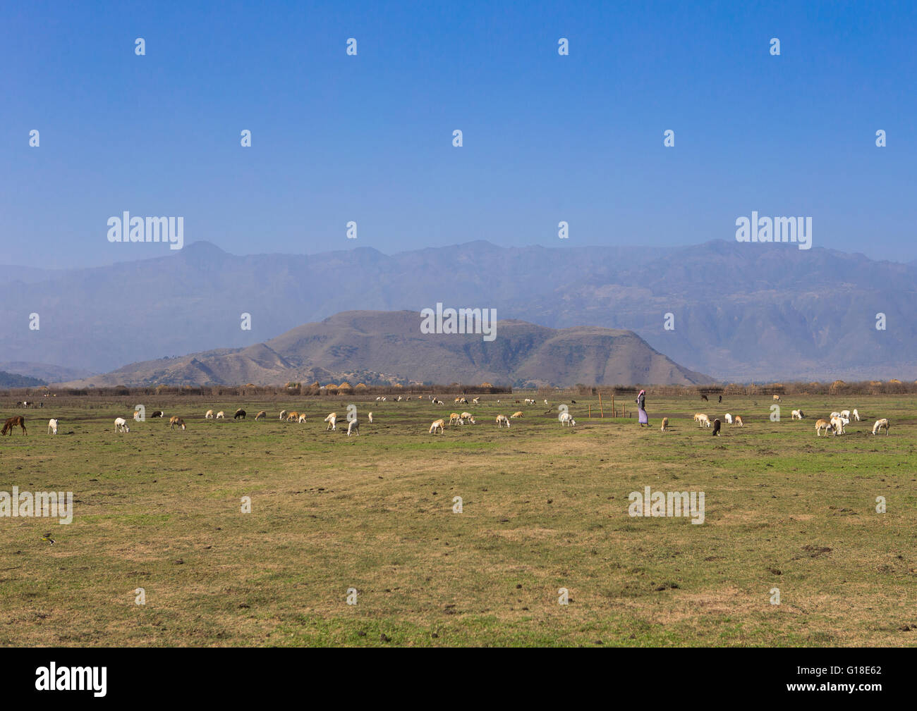 Herder mit seinen Kühen in einer Ebene, Amhara Region, Artuma, Äthiopien Stockfoto