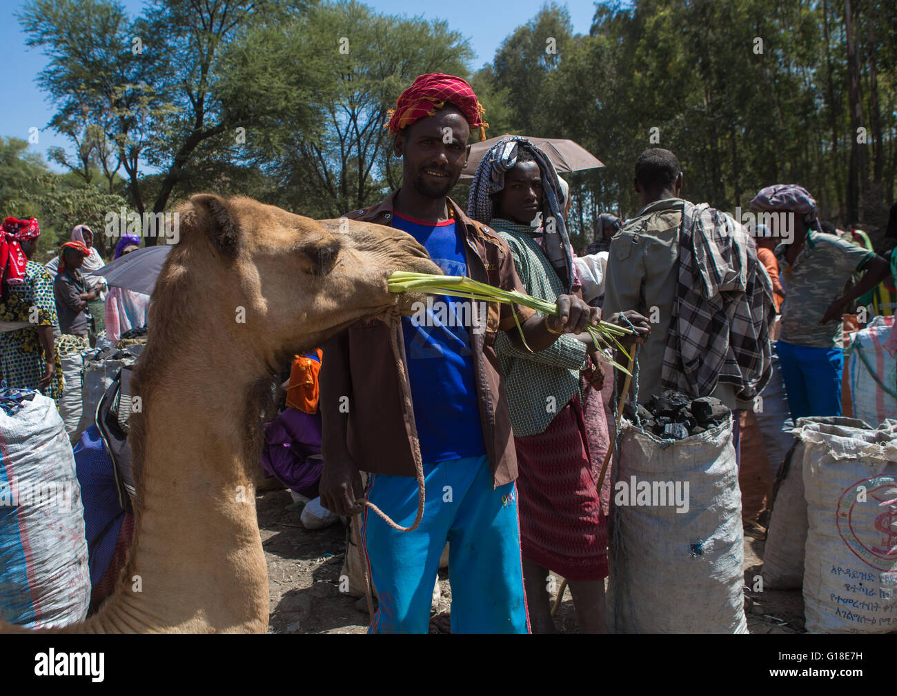 Mann, die Fütterung sein Kamel in der Kamelmarkt, Oromo, Sambate, Äthiopien Stockfoto