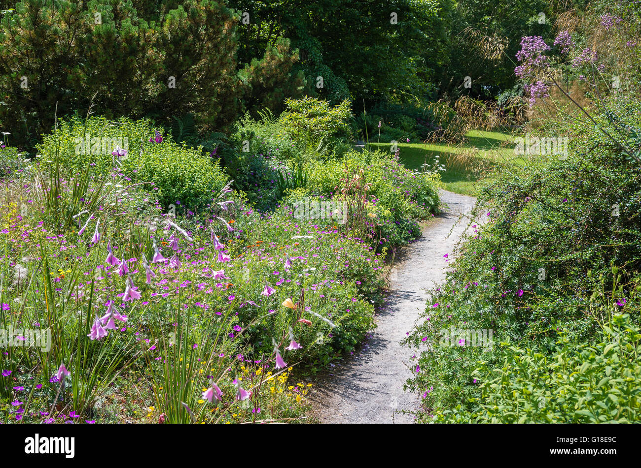 Ein Wanderweg führt durch eine naturalistische Wildblumen Garten in Buckland Monachorum Yelverton Devon Stockfoto