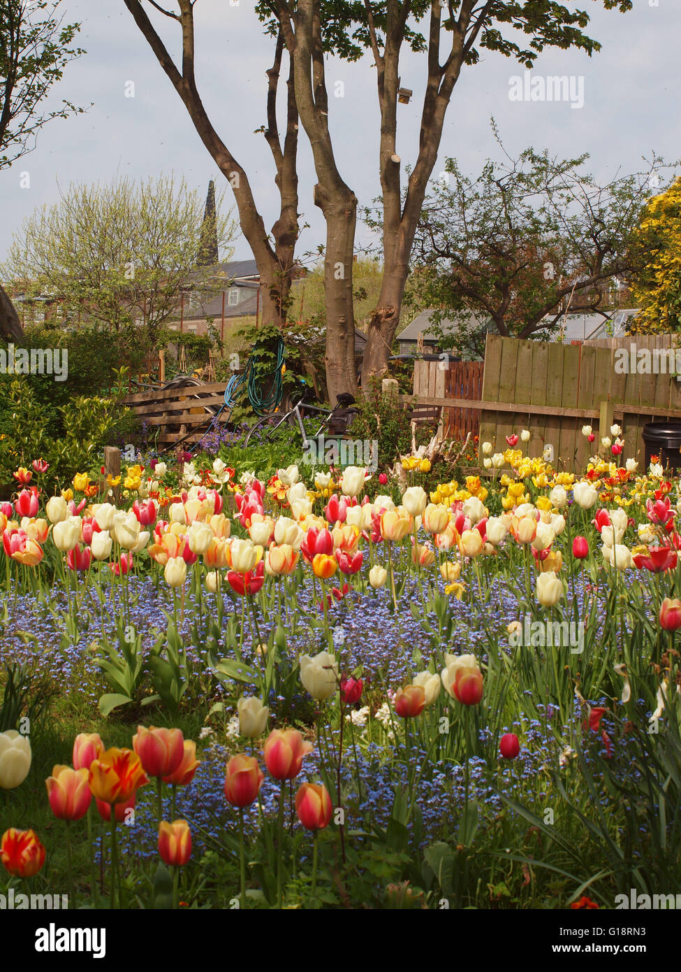 Newcastle Upon Tyne, 11. Mai 2016, Großbritannien Wetter. Farbenfrohe Insel Frühlingsblumen auf der Wiese bei Tynemouth, North Tyneside an einem dunstigen sonnigen Tag. Bildnachweis: James Walsh/Alamy Live-Nachrichten Stockfoto