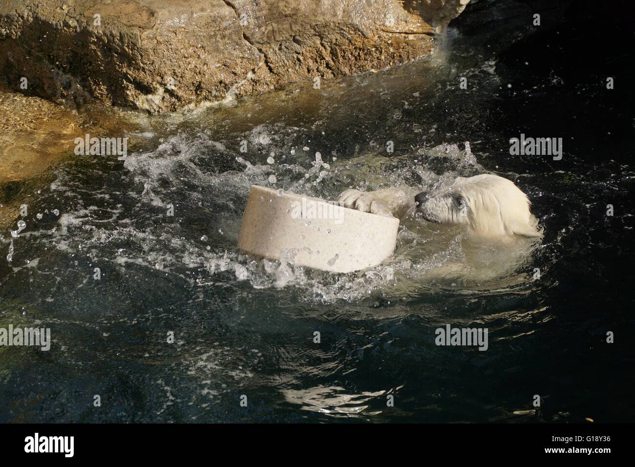 HANDOUT - eine Handout Bild zeigt Eisbär Lili spielen mit einem Spielzeug im Wasser im Zoo am Meer in Bremerhaven, Deutschland, 11. Mai 2016. Lili wurde am 11. Dezember 2015 geboren. Foto: Zoo bin Meer/Dpa (Achtung Redaktionen: für redaktionelle Verwendung nur im Zusammenhang mit aktueller Berichterstattung / Kreditkarte obligatorisch: Foto: Zoo bin Meer/Dpa Stockfoto