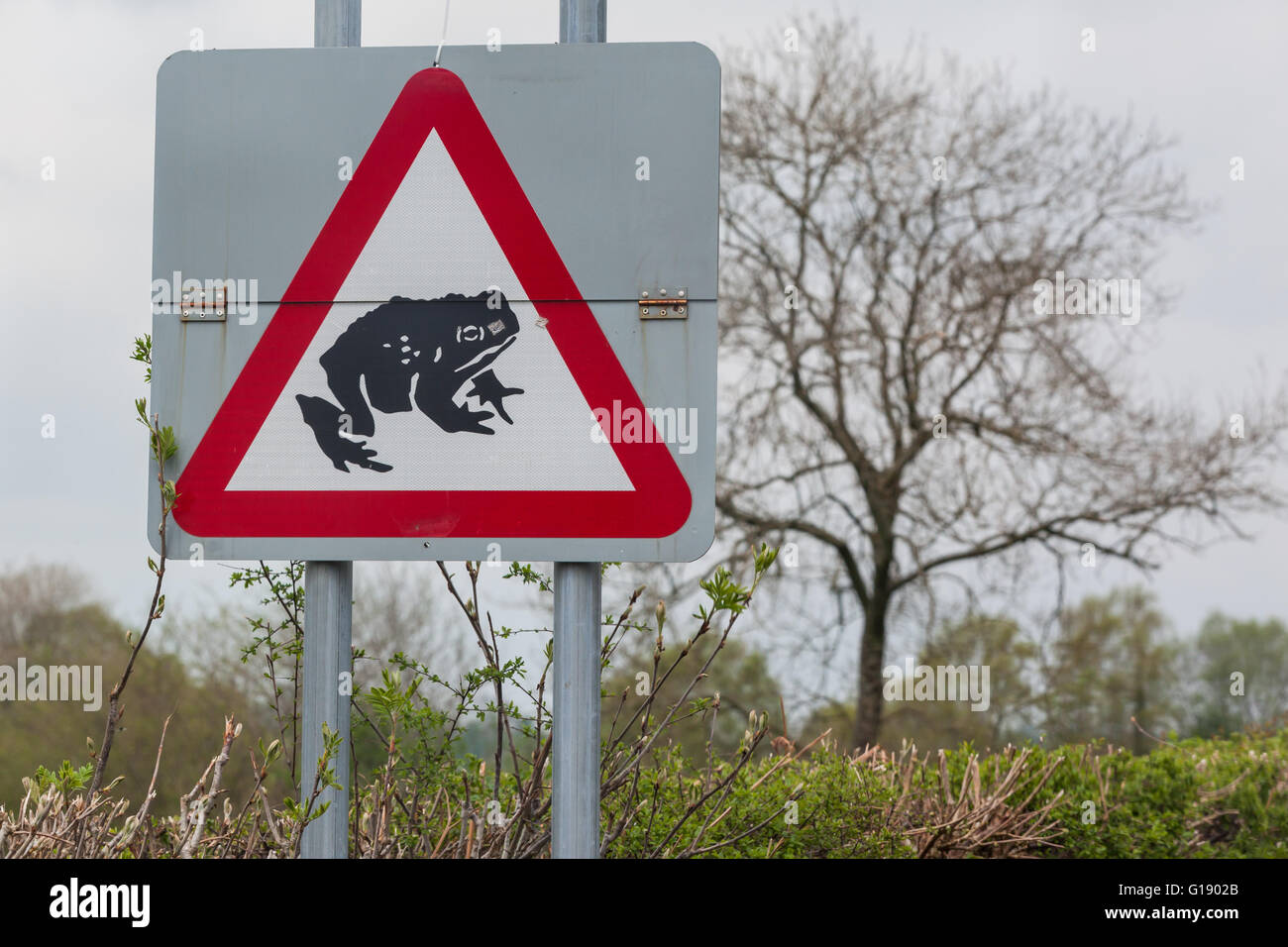 Eine Kröte Warnschild entlang der B4343 Information der Kraftfahrer sorgfältig, da Hunderte von Kreaturen zu fahren, überqueren Sie die Straße in jedem Frühjahr En Route zu Zuchtbecken. Credit: Ian Jones/Alamy leben Nachrichten Stockfoto