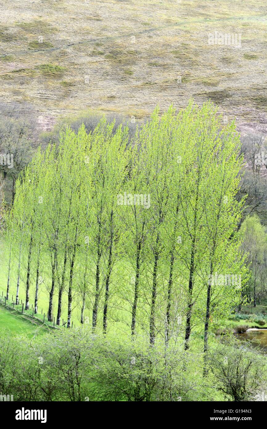 eine Reihe von Pappeln im Frühjahr Stockfoto