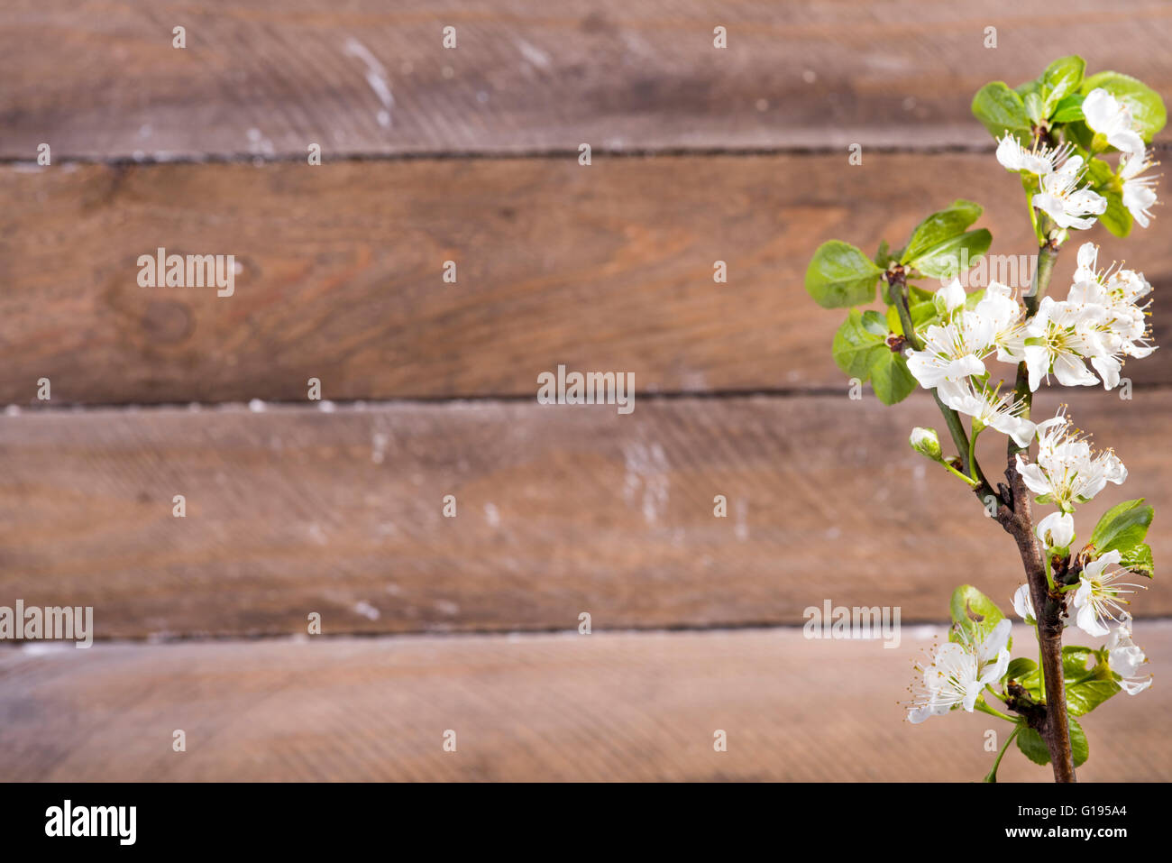 Foto von den hölzernen Hintergrund mit weißen Blumen blühen Stockfoto